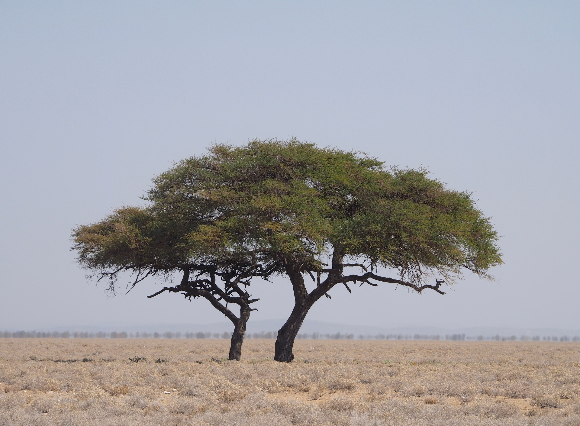 A lone acacia tree standing on the open Kenyan savannah under a bright sky.